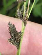 Image of blue umbrella-sedge