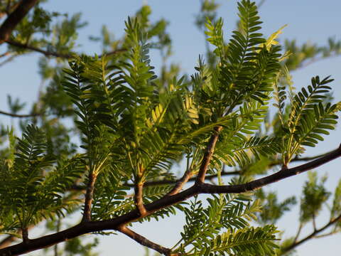 Image of Bursera galeottiana Engl.