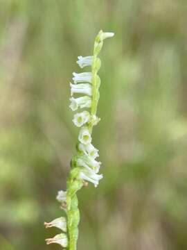 Image de Spiranthes eatonii Ames ex P. M. Br.