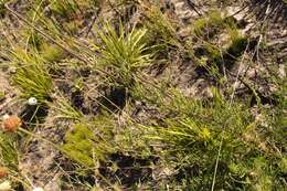 Image of Cephalaria attenuata (L. fil.) Roem. & Schult.