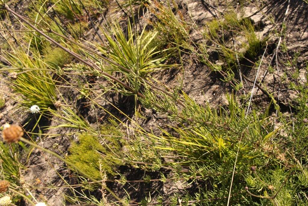 Image of Cephalaria attenuata (L. fil.) Roem. & Schult.