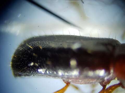 Слика од Corticeus subgen. Pogonophloeus Bremer 1998