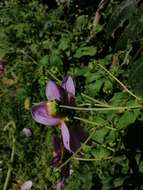 Image of Dahlia tenuicaulis P. D. Sorensen