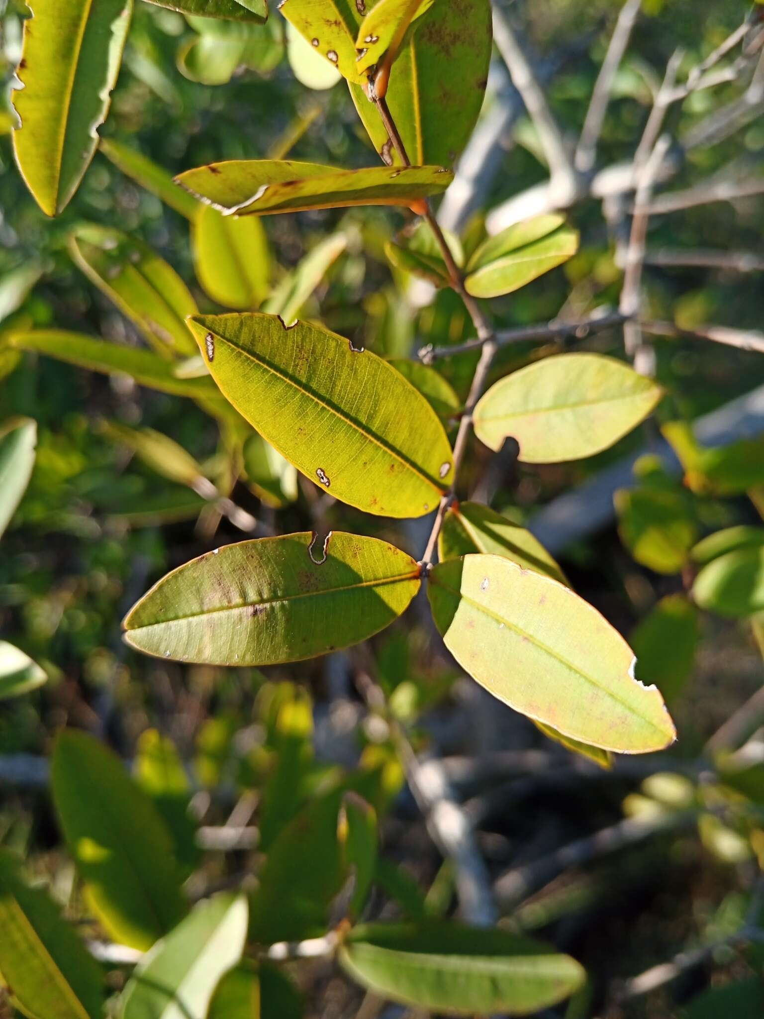 Image of Qualea parviflora Mart.