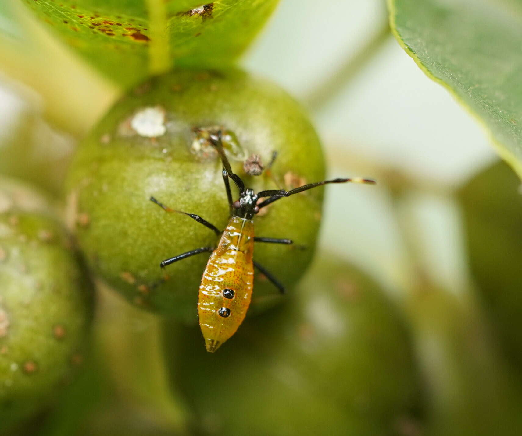 Amblypelta nitida Stål 1873的圖片