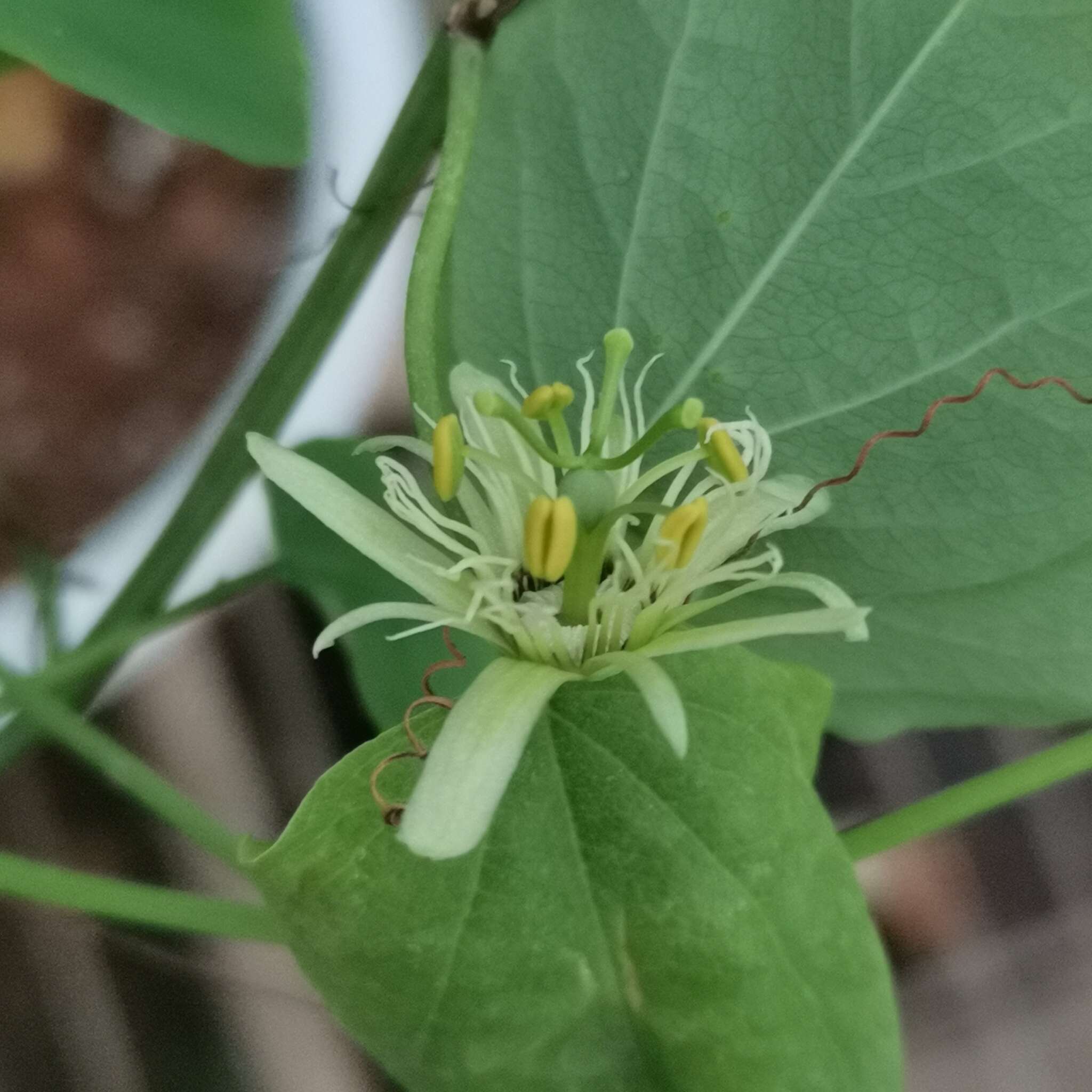 Image de Passiflora henryi Hemsl.