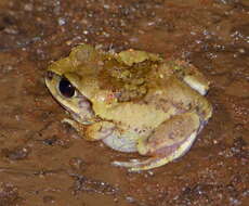 Image of horseshoe forest treefrog