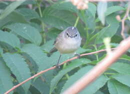 Image of White-crested Tyrannulet