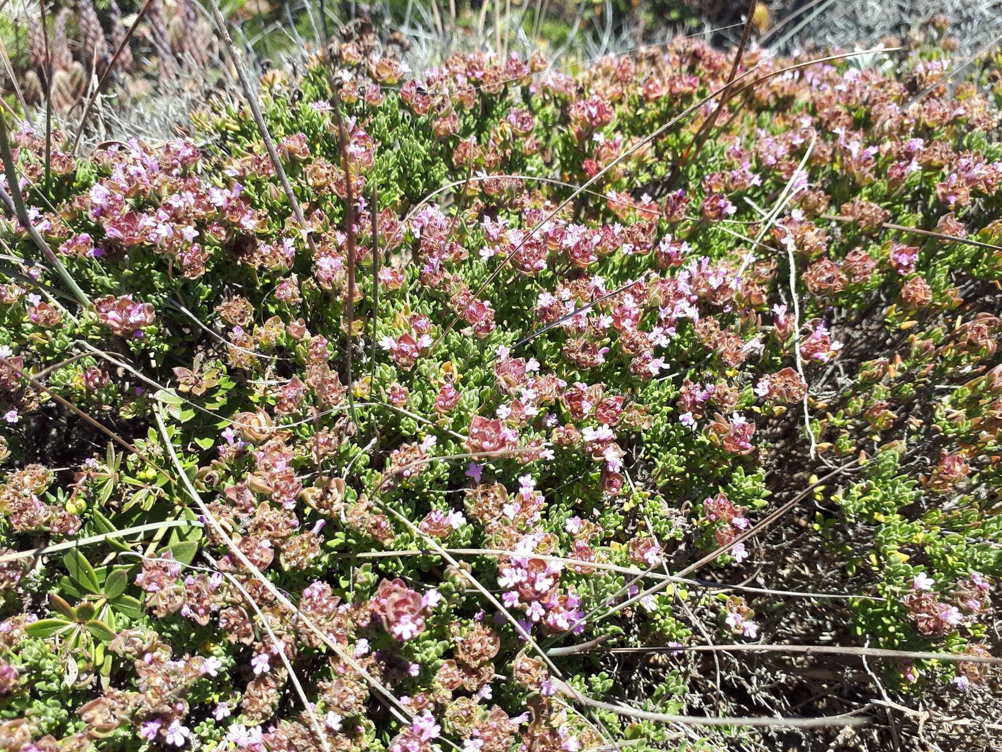 Image of Camphor Thyme