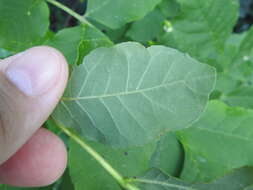 Image of Ash Leaf-roller