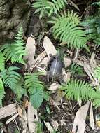 Image of Yellow-margined Box Turtle