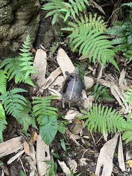 Image of Yellow-margined Box Turtle