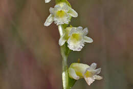 Image of Florida Ladies'-Tresses