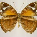 صورة Euriphene atossa Hewitson 1865