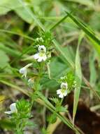 Sivun Euphrasia pectinata subsp. pectinata kuva