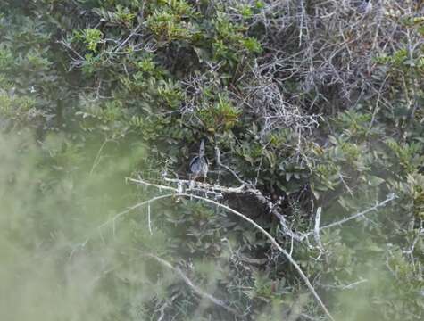 Image of Cyprus Warbler