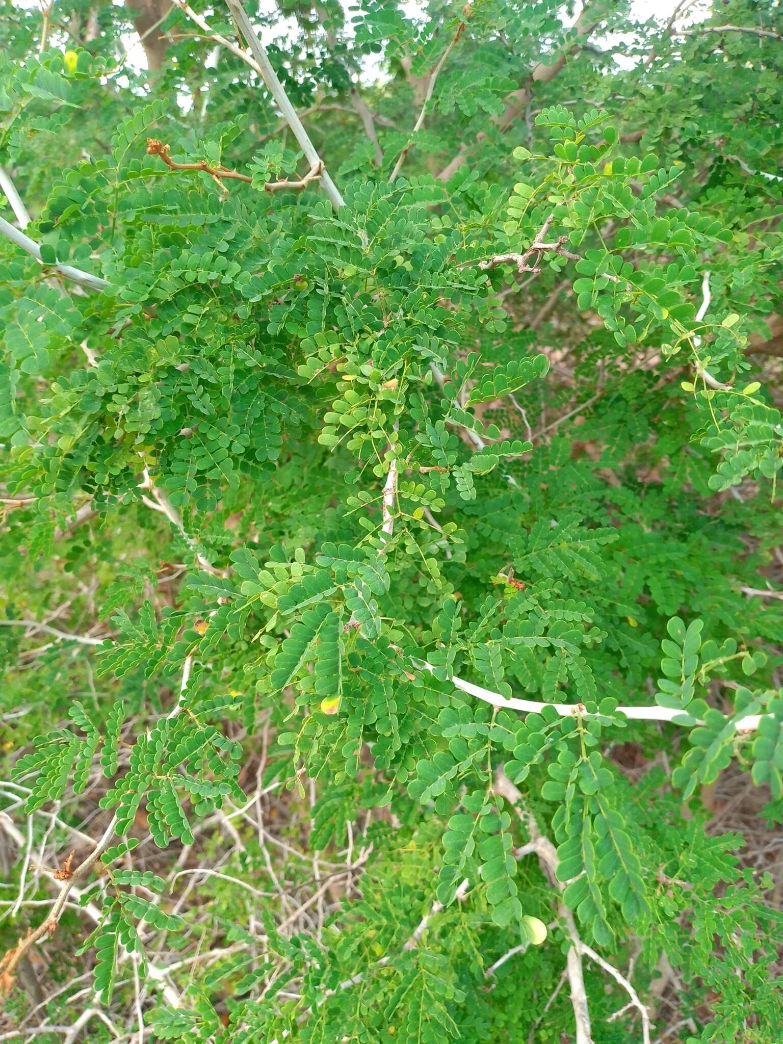 Image de Mimosa bahamensis Benth.