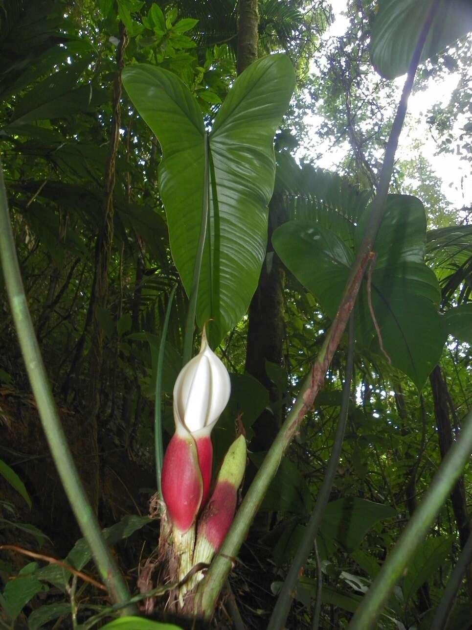 Image of Philodendron tenue K. Koch & Augustin