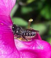 Image of Bellflower Resin Bee