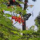 Image of Tirumala limniace exoticus