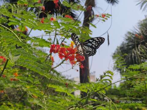 Image of Tirumala limniace exoticus