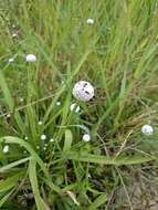 Image of sixangle pipewort