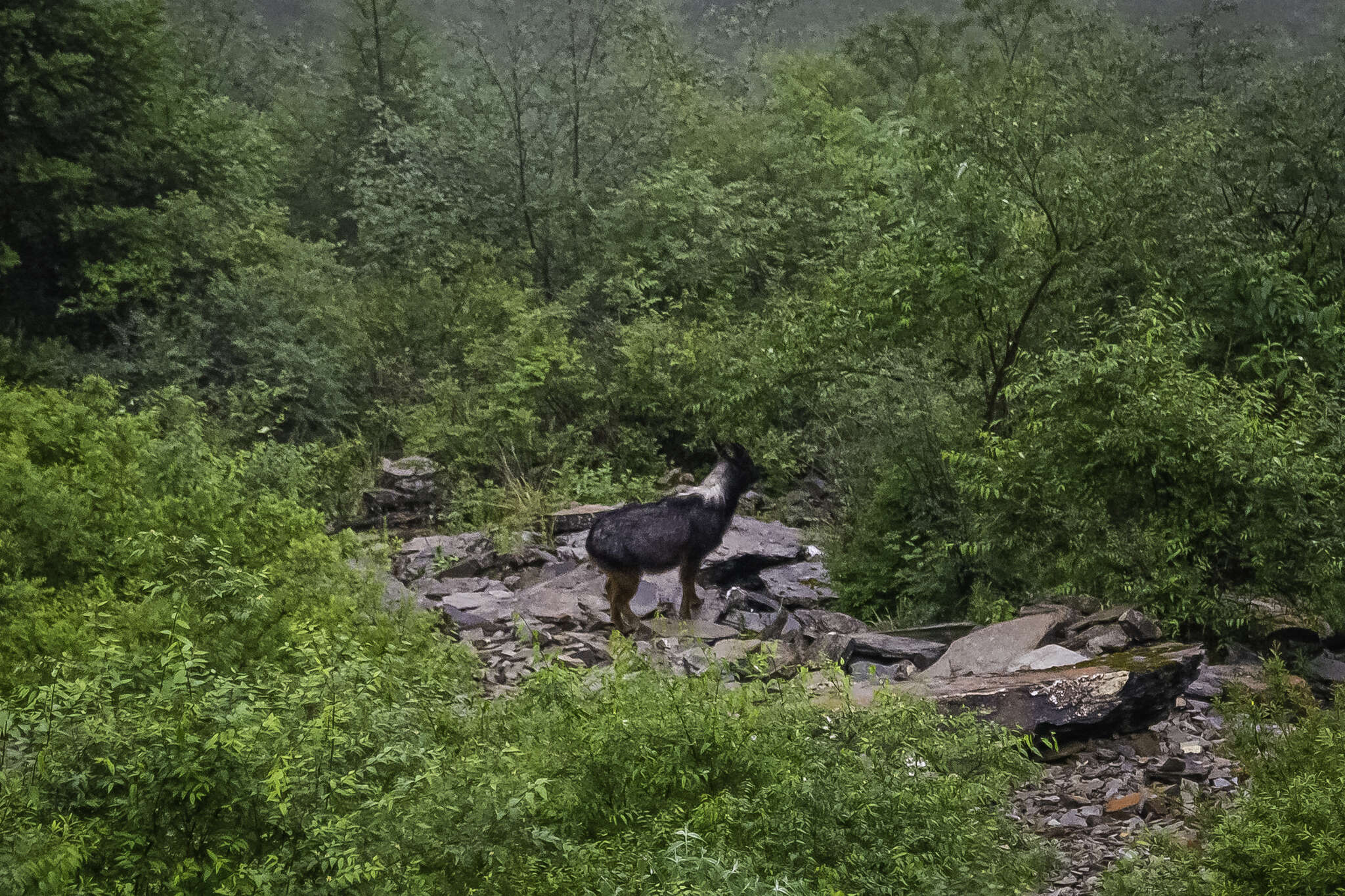 Image of Sumatran serow