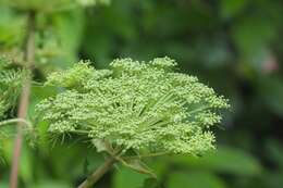 صورة Angelica cyclocarpa (C. Norman) M. Hiroe