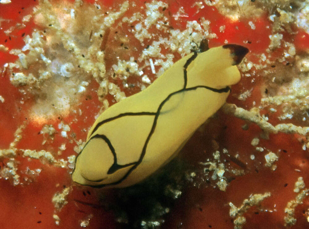 Plancia ëd Siphopteron brunneomarginatum (Carlson & Hoff 1974)