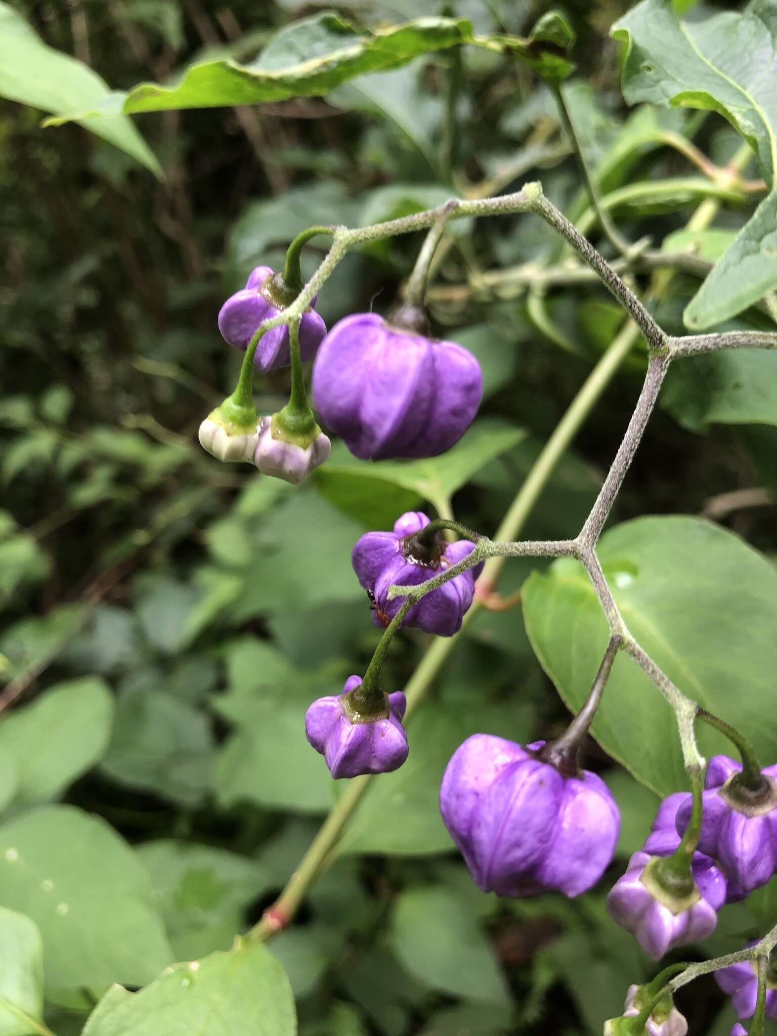 Image de Solanum dulcamaroides Dun.