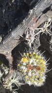 Image of Mammillaria karwinskiana subsp. karwinskiana