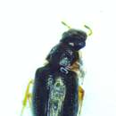 Image of Reefton water beetle