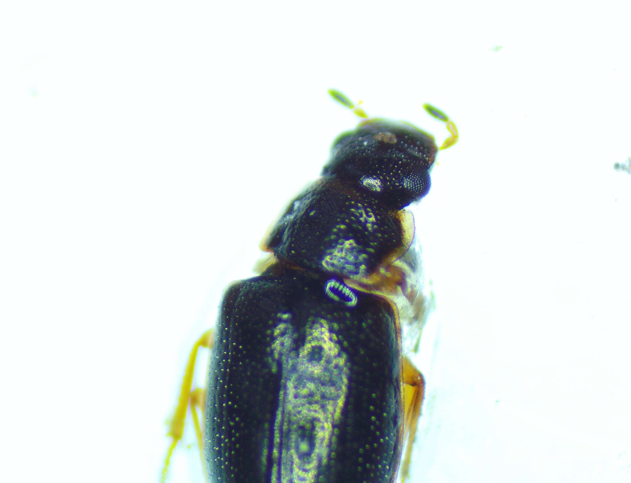 Image of Reefton water beetle