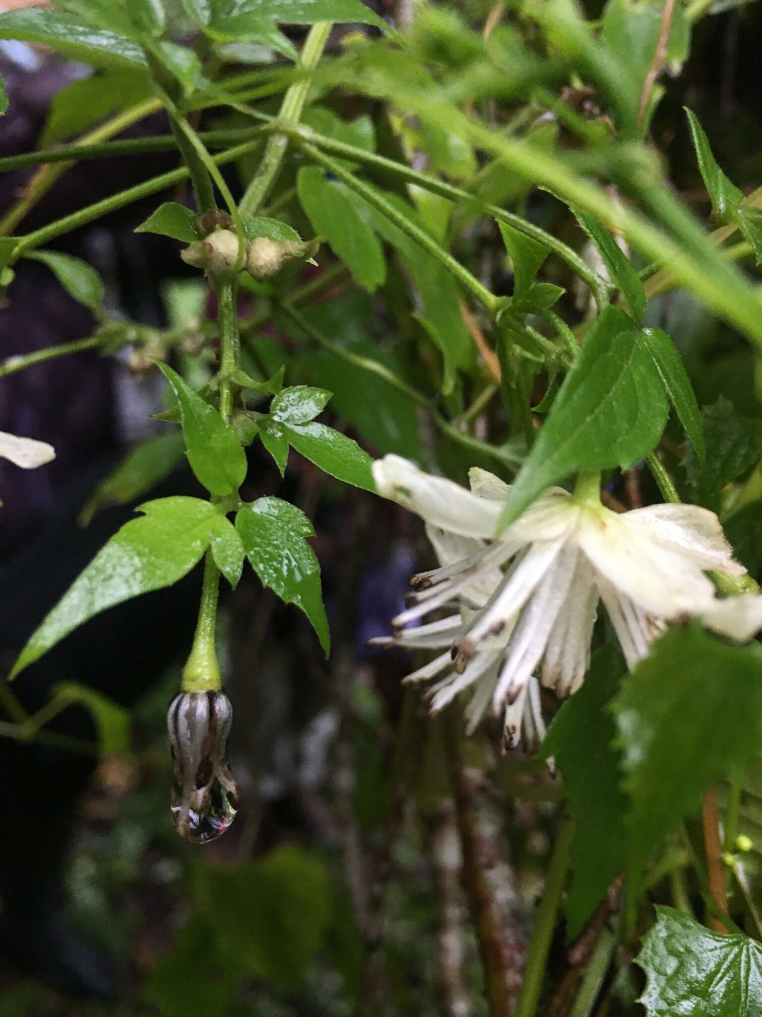 Image of Clematis parviloba Gardn. & Champ.