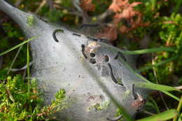 Image of Eriogaster arbusculae Freyer 1843