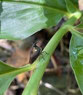 Imagem de Elaphiceps cervus Buckton