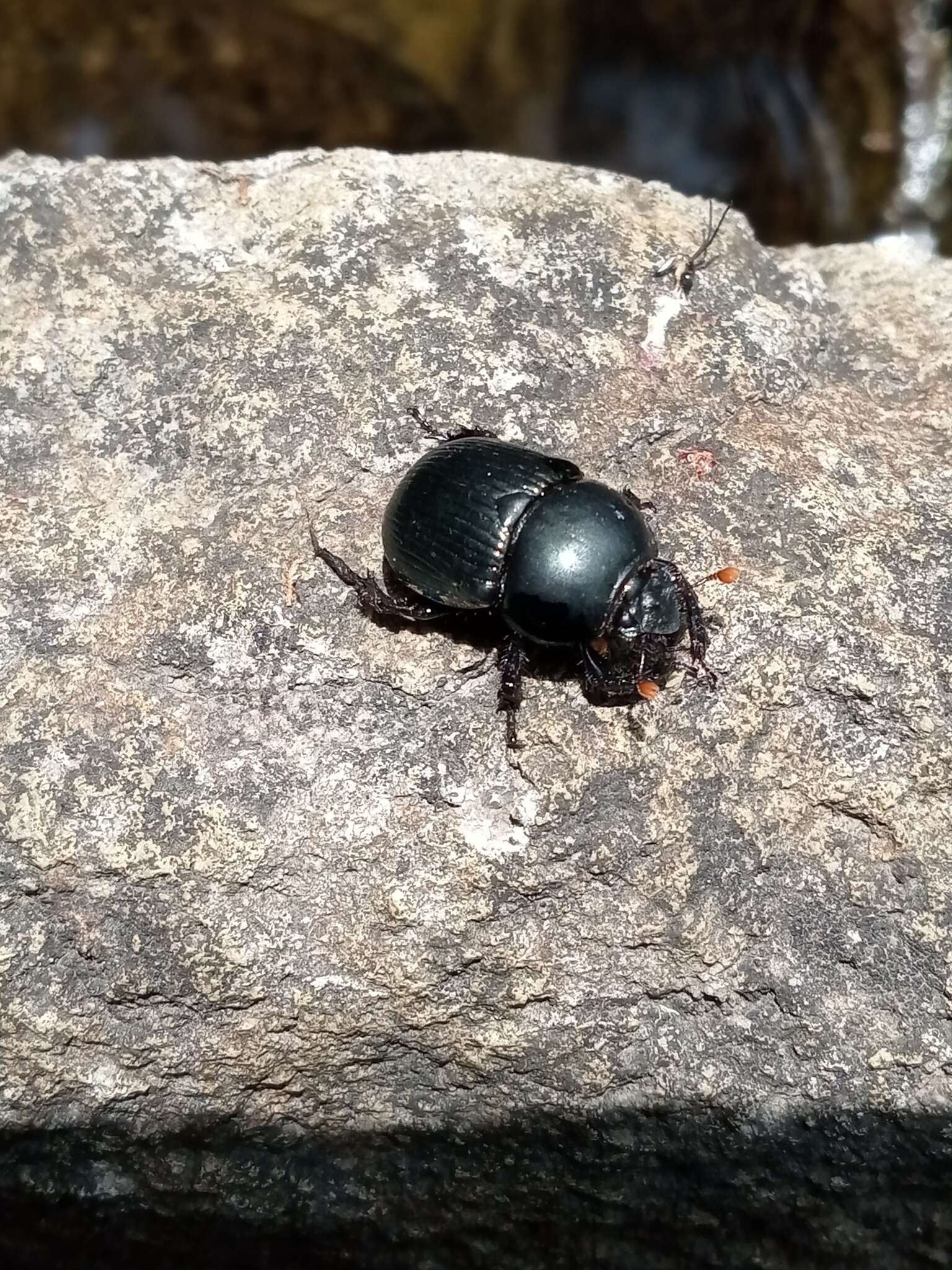 Image of Cnemotrupes sallaei (Jekel 1865)