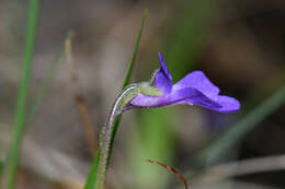 Image of Pinguicula poldinii J. F. Steiger & Casper