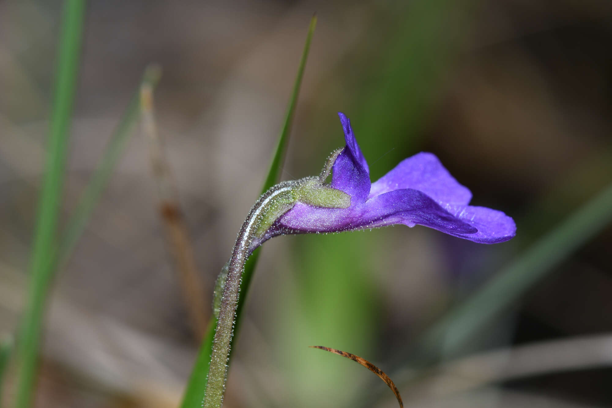 Pinguicula poldinii J. F. Steiger & Casper的圖片