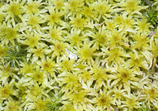 Imagem de Sphagnum russowii Warnstorf 1886