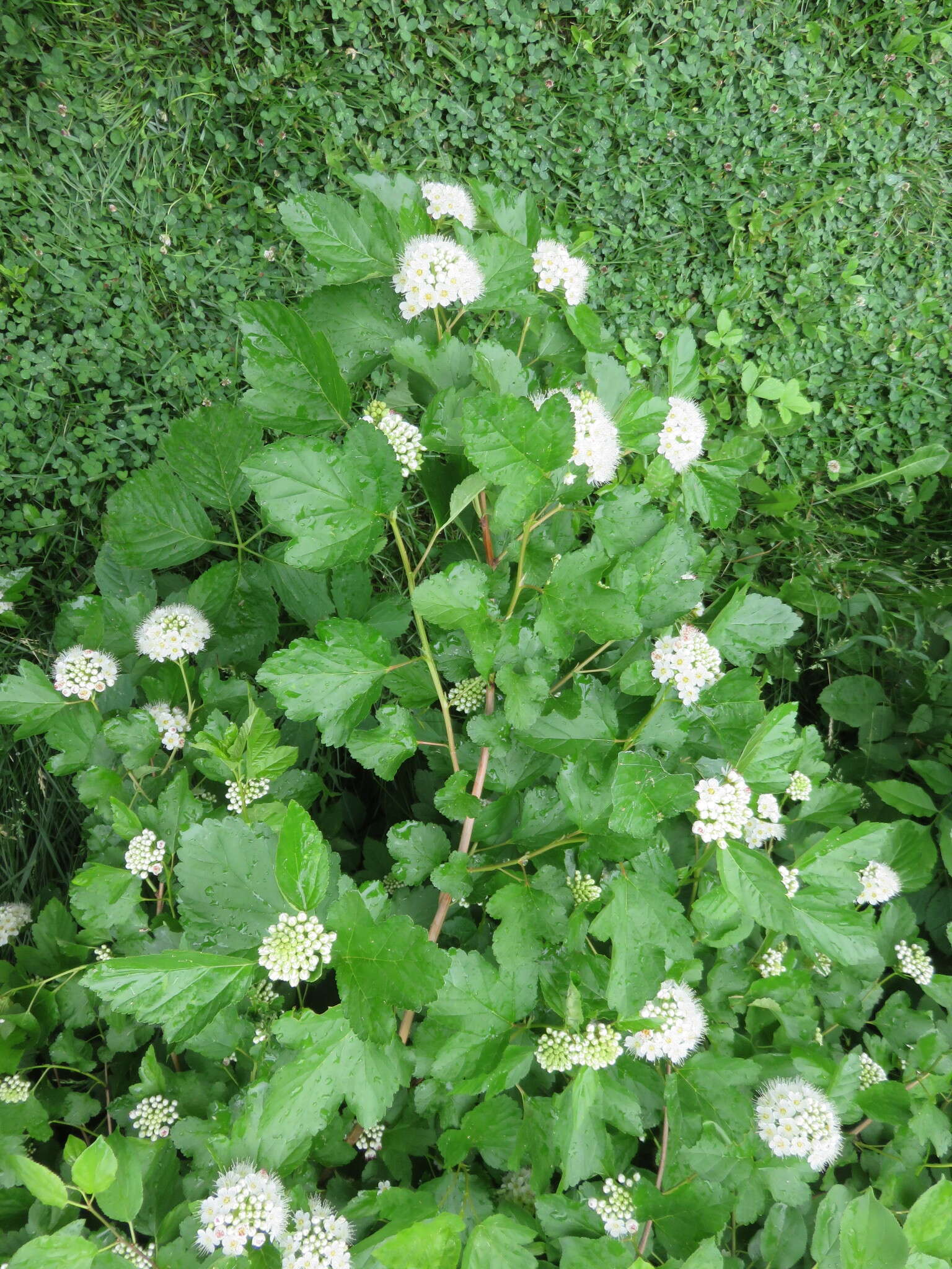 Physocarpus opulifolius (L.) Maxim. resmi