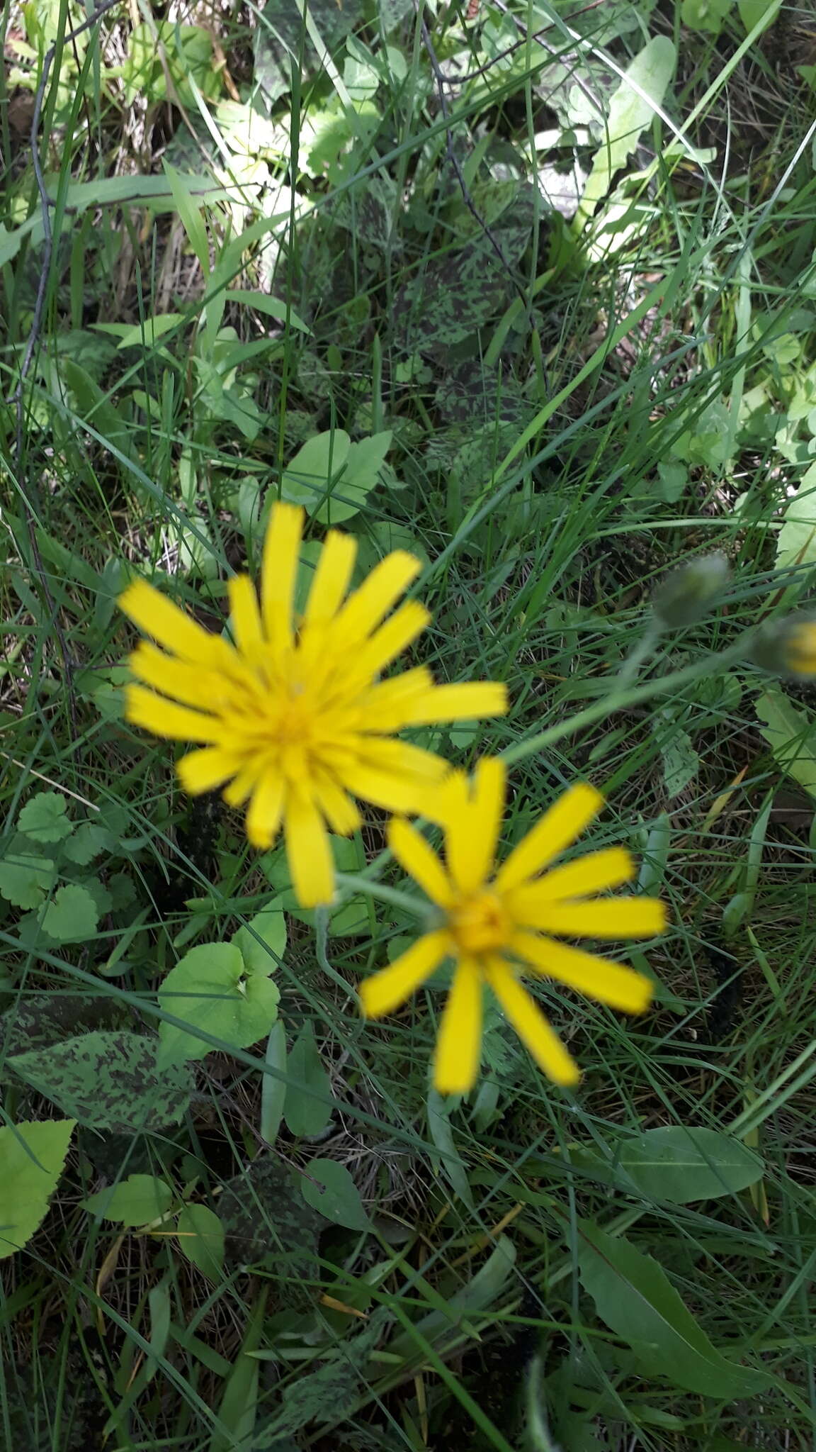 Image of Hieracium glaucinum subsp. similatum (Jord. ex Bor.) Gottschl.