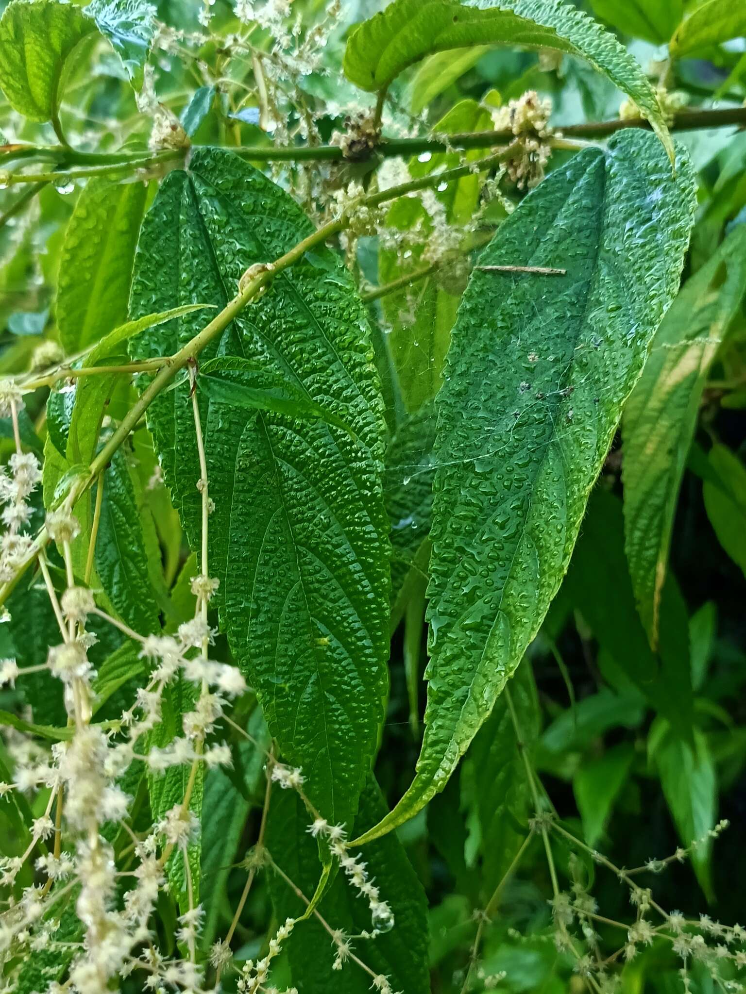 Image of Boehmeria zollingeriana Wedd.