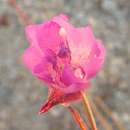 Plancia ëd Clarkia cylindrica subsp. cylindrica