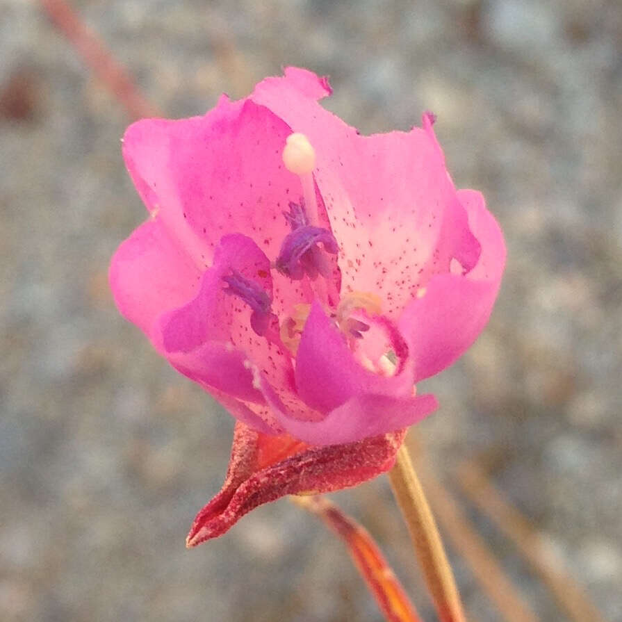 Plancia ëd Clarkia cylindrica subsp. cylindrica