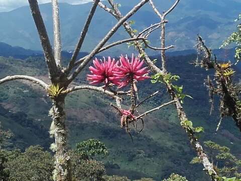 Слика од Erythrina amazonica Krukoff