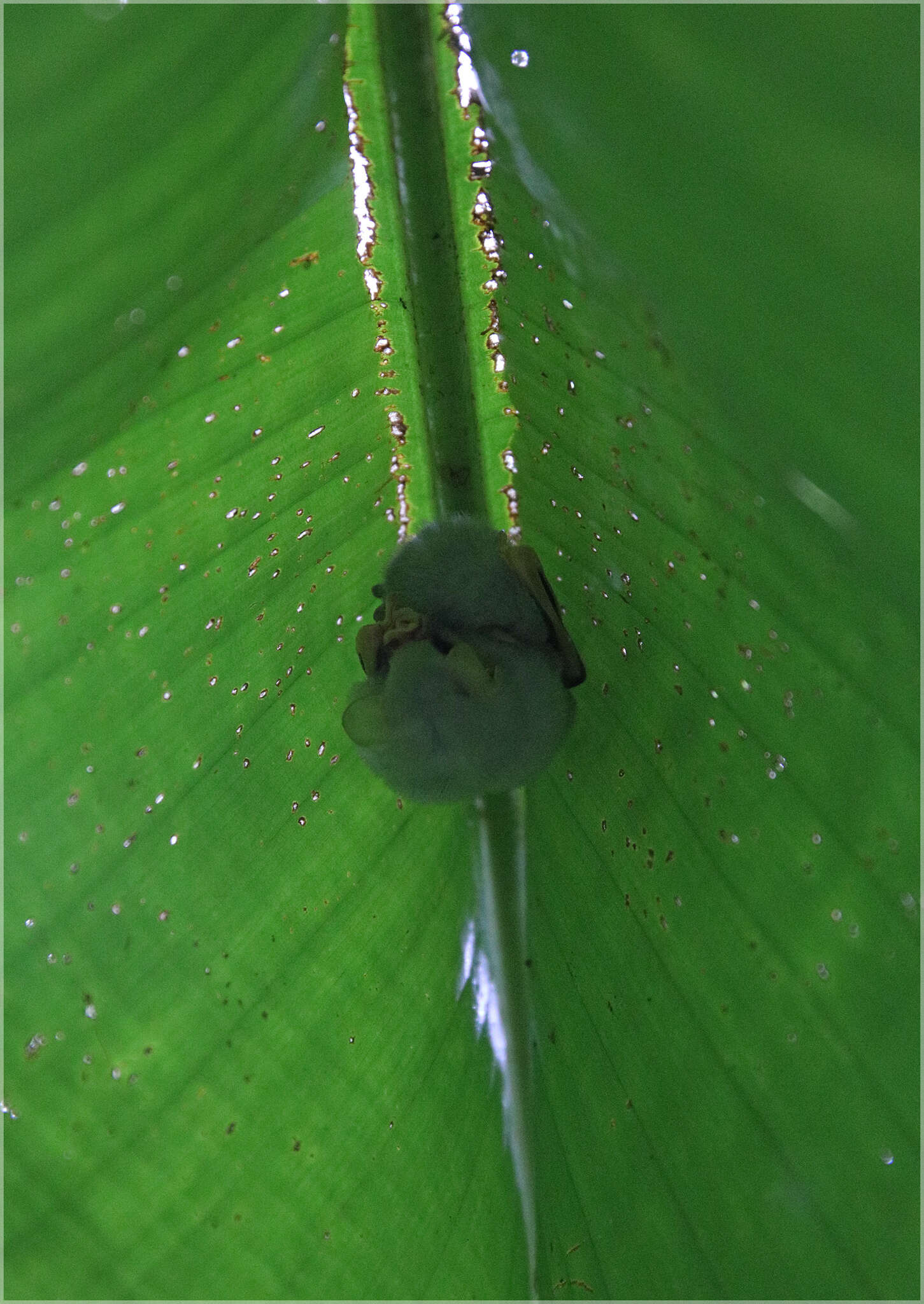 Image de Ectophyllina Baker, Solari, Cirranello & Simmons 2016