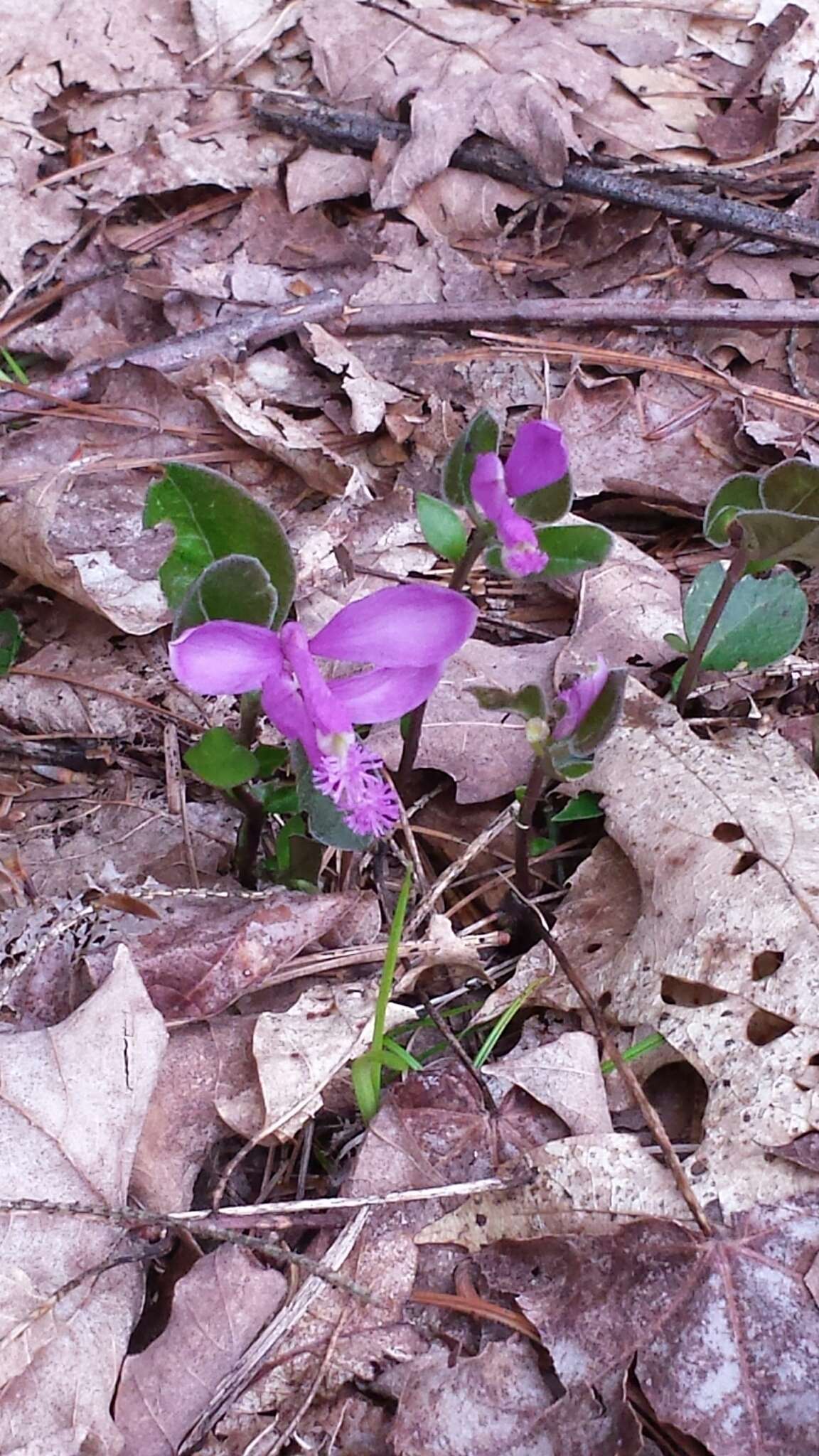 Image de Polygaloides paucifolia (Willd.) J. R. Abbott