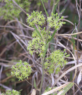 Image of Smilax nipponica Miq.