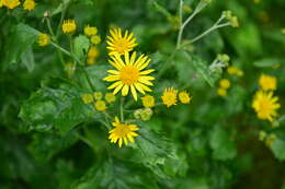 Image of Jacobaea alpina subsp. samnitum (Nym.) Peruzzi